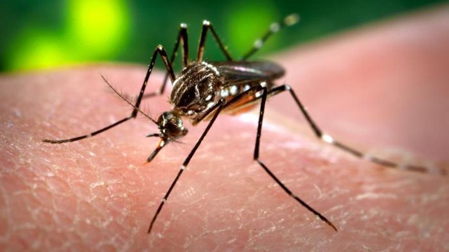 Una planta, el posible criadero del mosquito Aedes aegypti en Canarias