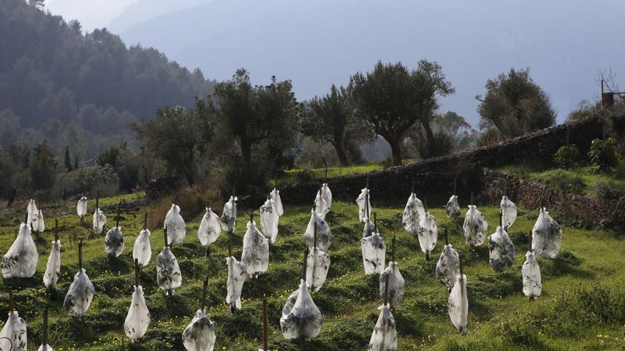 Avocados von Mallorca - mit Bio-Zertifikat lokal angebaut