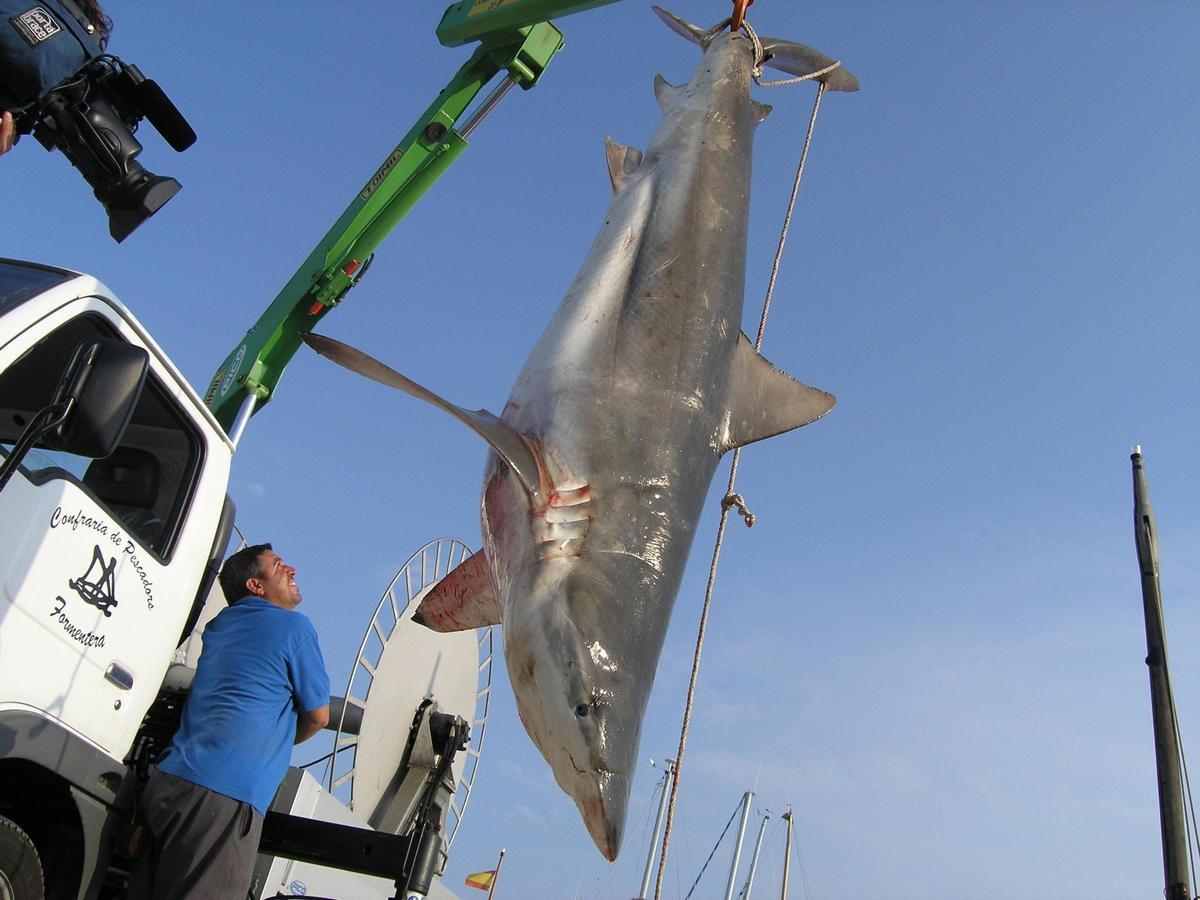 Ejemplar de tiburón capturado por un pescador de la Cofradía de Pescadores de Formentera.