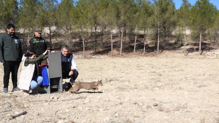 Liberan una nueva hembra de lince ibérico en las Tierras Altas de Lorca