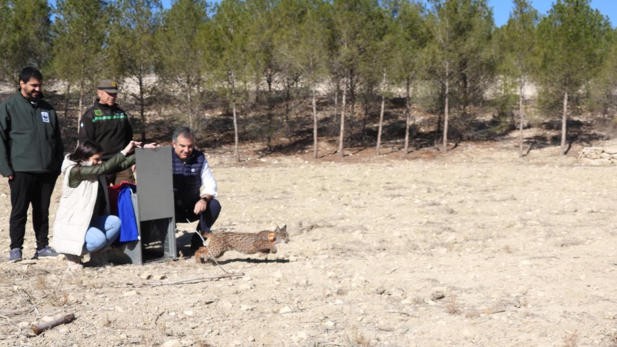 El consejero Juan María Vázquez en la suelta de un nuevo ejemplar del lince ibérico