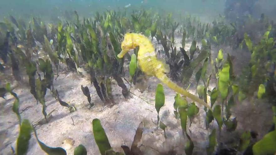 Muestreo llevado a cabo por la asociación Hippocampus el pasado 9 de junio en la playa de Cavanna, en La Manga