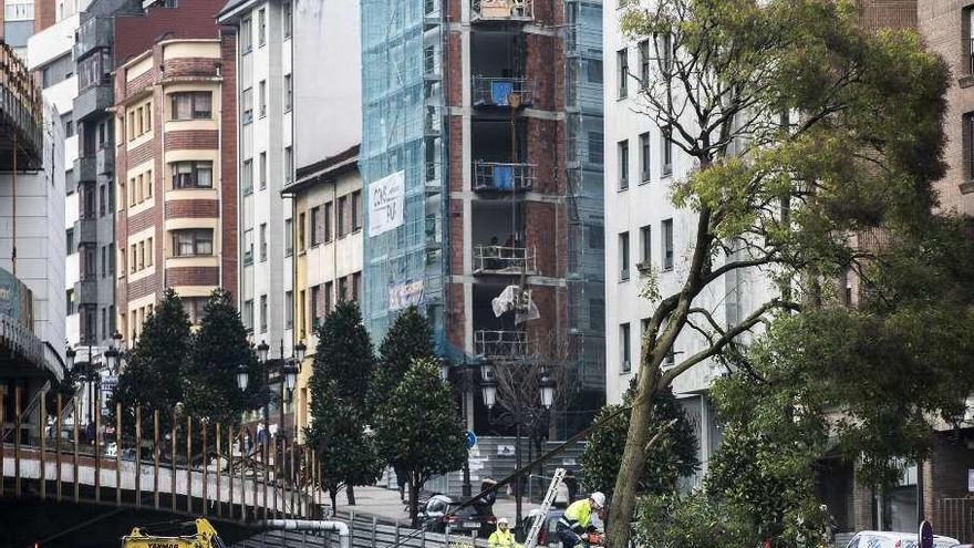 Quejas vecinales por la tala del aligustre de la plaza del Vasco