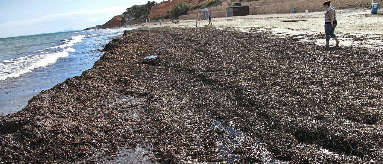Acumulación de algas en otoño e invierno en las playas de Orihuela, litoral conocido por la transparencia de sus aguas gracias a la oxigenación de la pradera de posidonia.