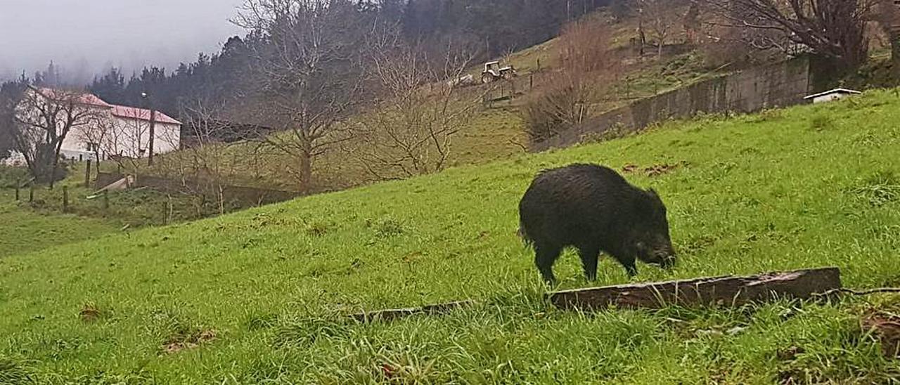 Un jabalí, campando a sus anchas en una finca de Baldornón.