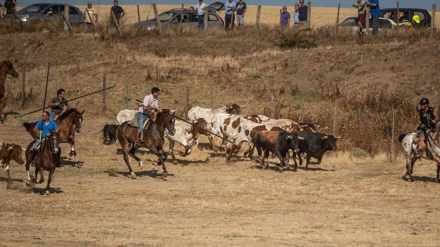 Bravura y señorío en el prado de Fuentelapeña