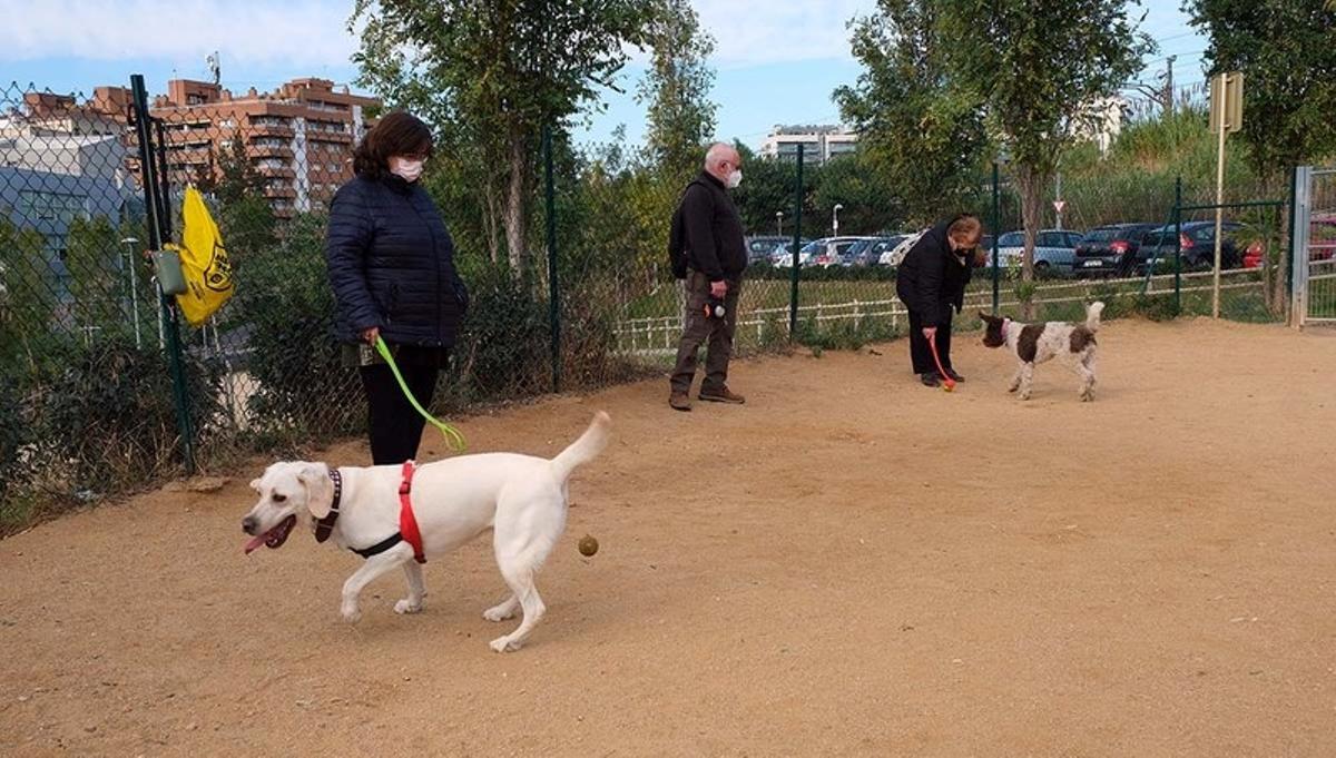 Cornellà inicia la campanya sobre la identificació genètica dels gossos i la seva obligatorietat