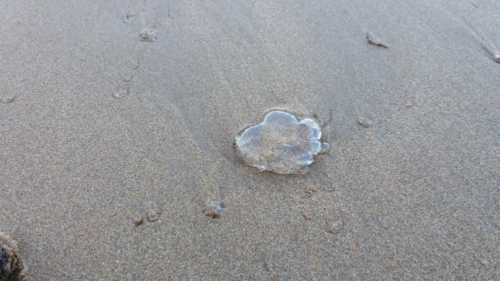 Medusas en la costa asturiana