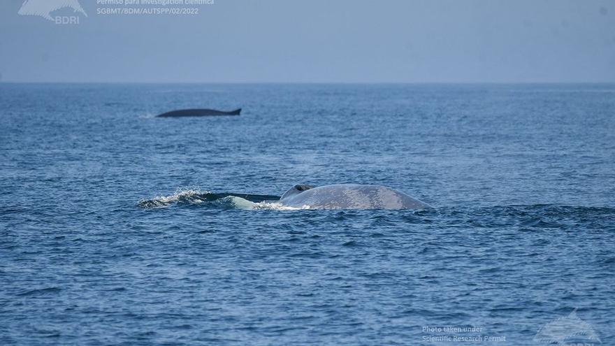 Las ballenas se ponen las botas en Galicia