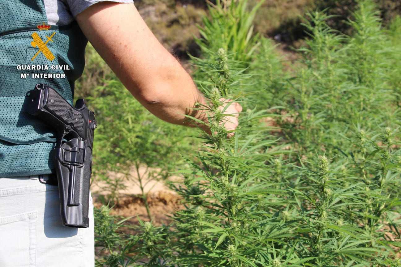 La Guardia Civil desmantela en Mequinenza una plantación al aire libre de marihuana