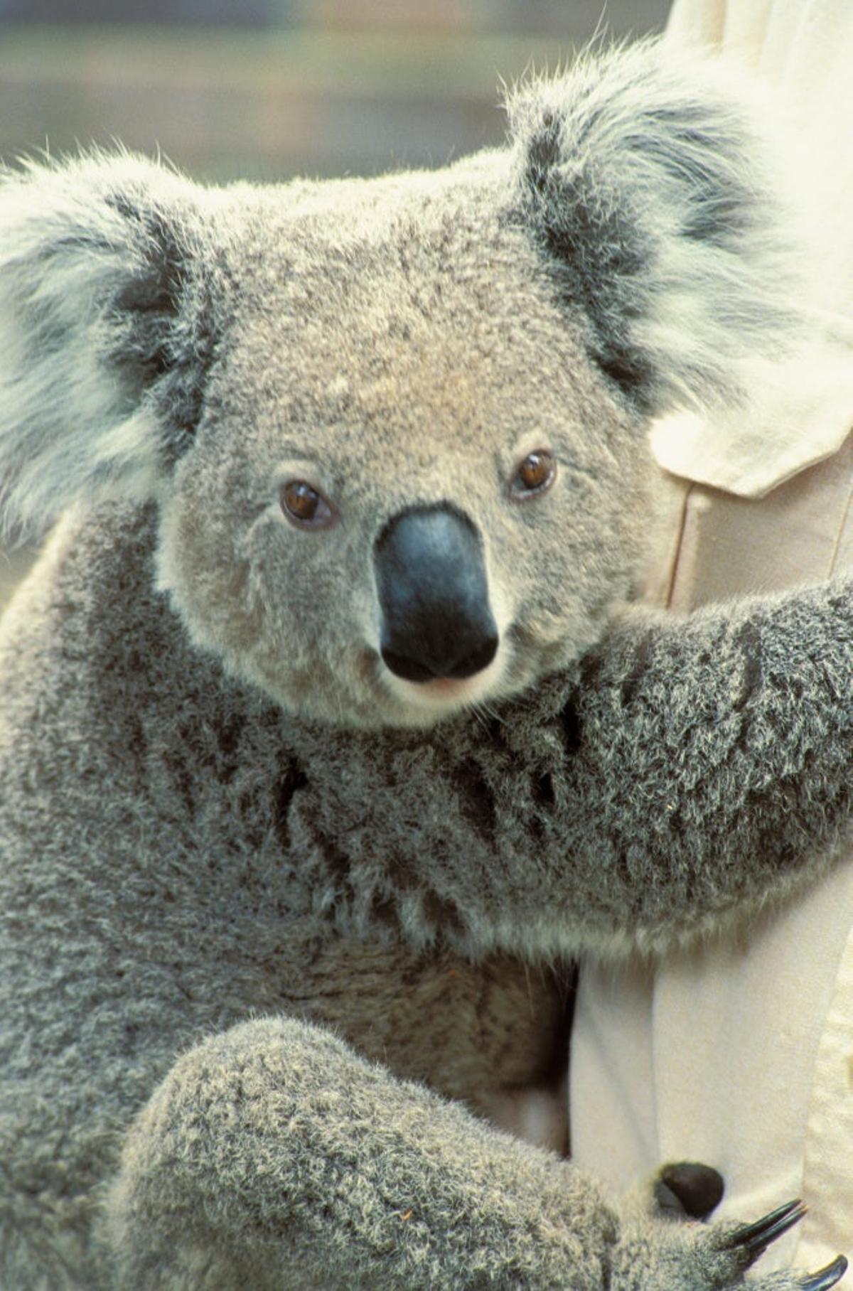 Zoológico de Toronga (Sídney, Australia)