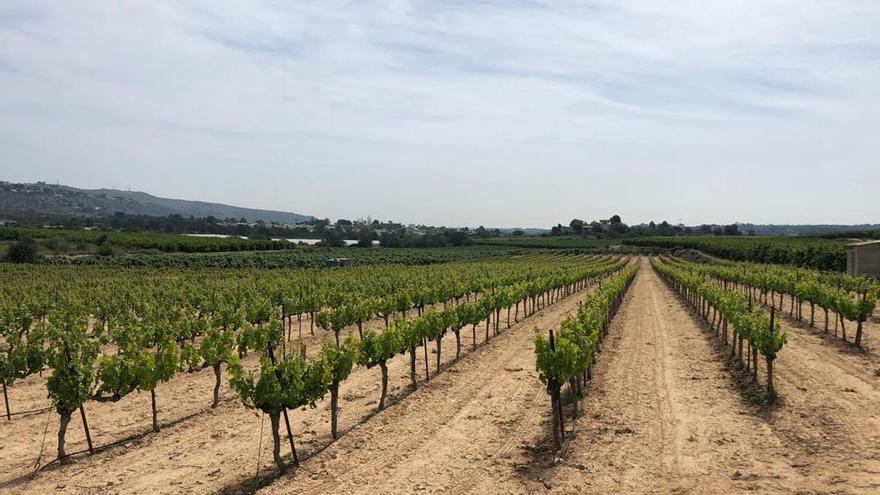 Un campo cultivado en Godelleta