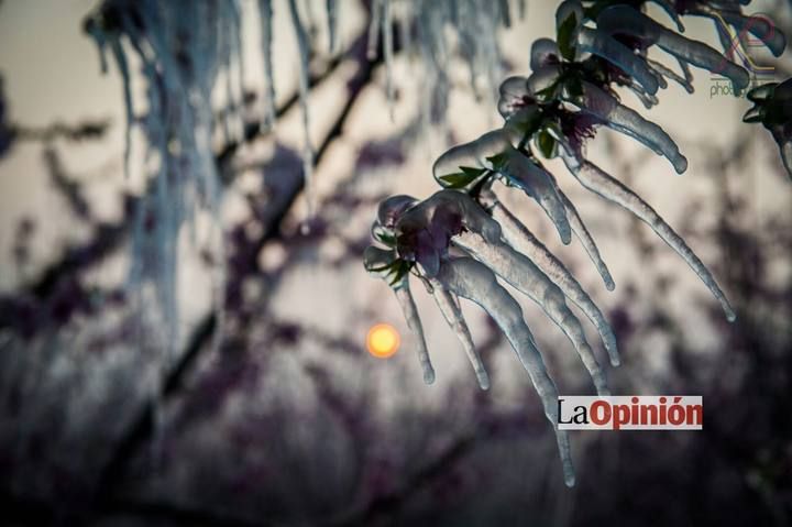 Helada del 17 de febrero de 2016 en Cieza