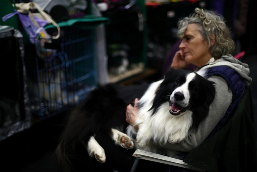 Crufts 2019: L'exhibició de gossos més gran del món