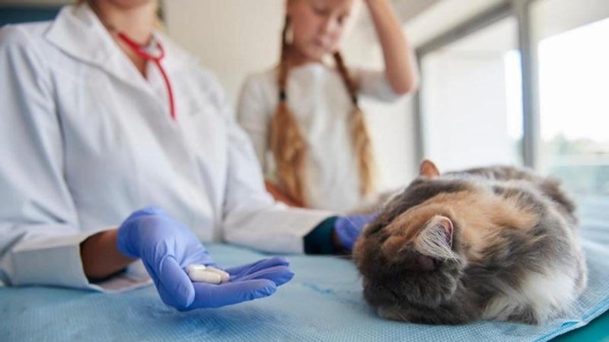 Què li han donat a la teva mascota per curar-la?