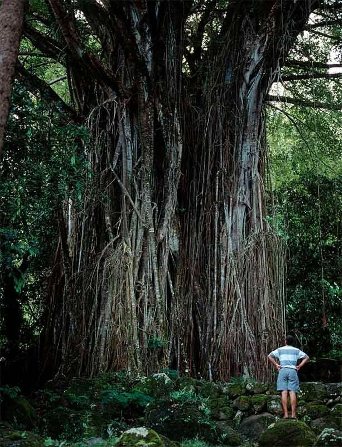 Árbol banyan en el sitio arqueológico Kamuihei, en Nuku Hiva.