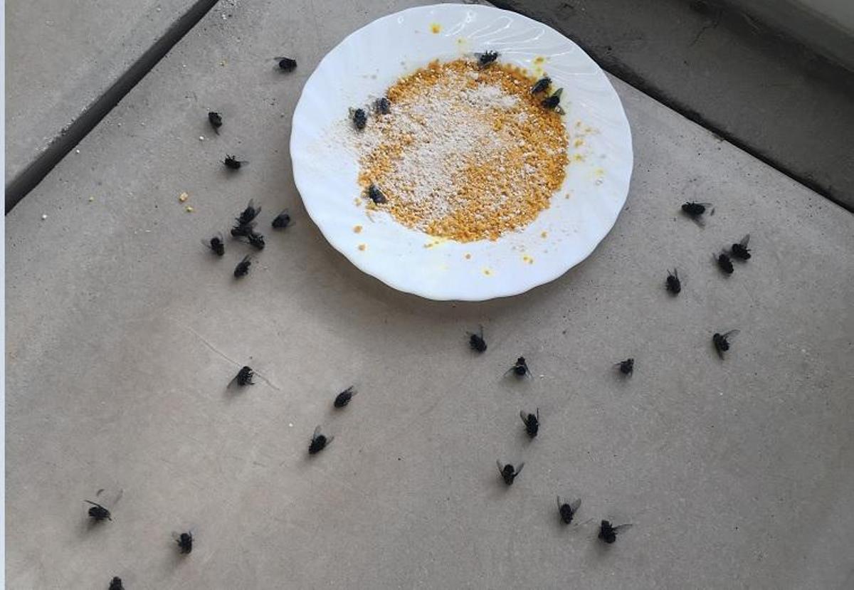 Plaga de insectos en el parque de bomberos de La Carlota