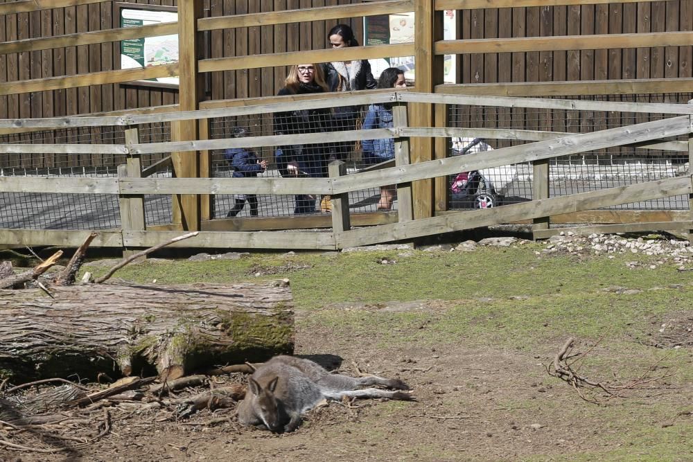 La Reconquista de Vigozoo