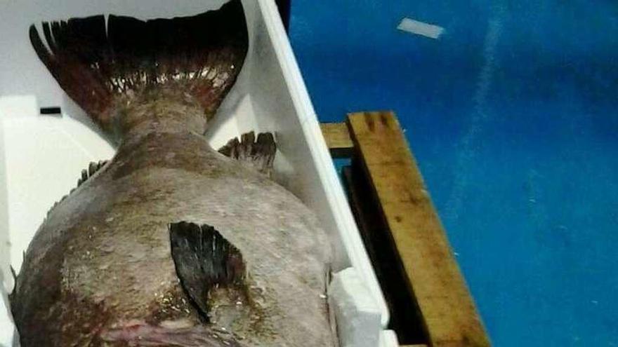 La lonja de Cedeira subasta un mero de 44 kilos capturado por la bajura