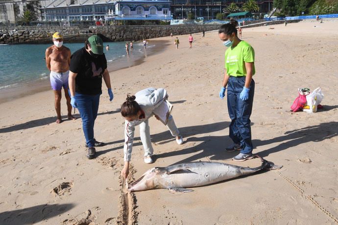 El mar arrastra a San Amaro a una cría de delfín