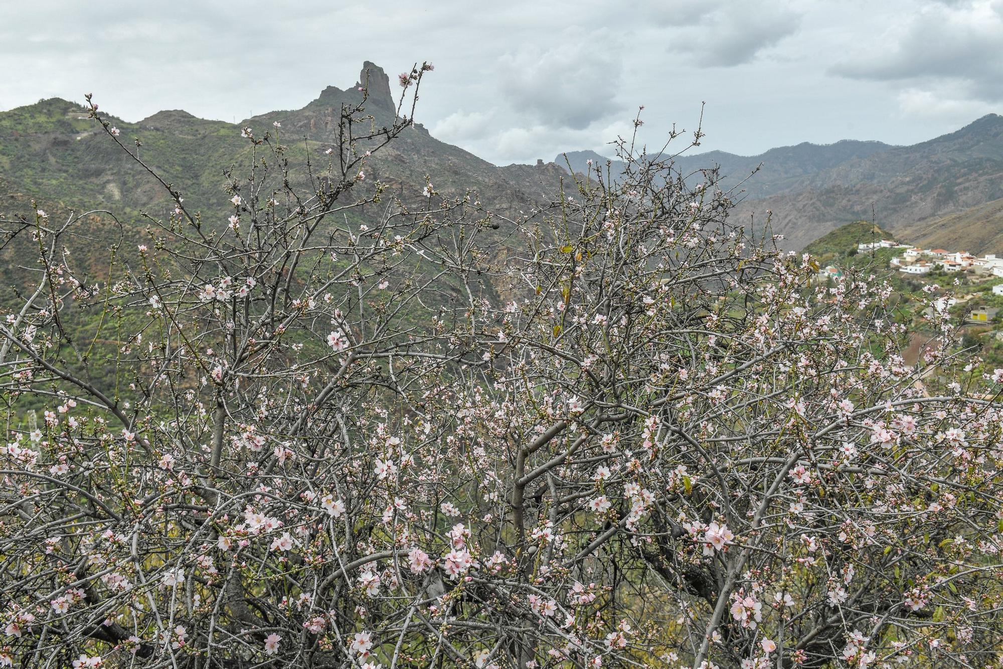 Fiesta del Almendro en Flor en Tejeda