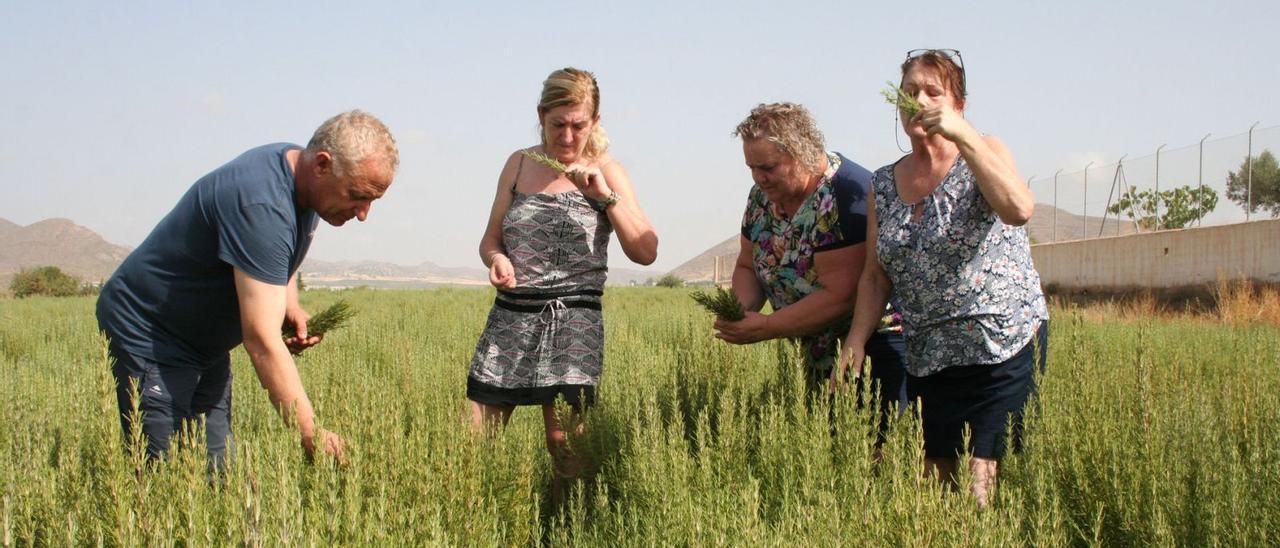 Juan García Corbalán, María José García Jiménez, Aurelia García Romera y Candelaria Sánchez Poveda comprueban el aroma de las plantas de romero en La Paca.