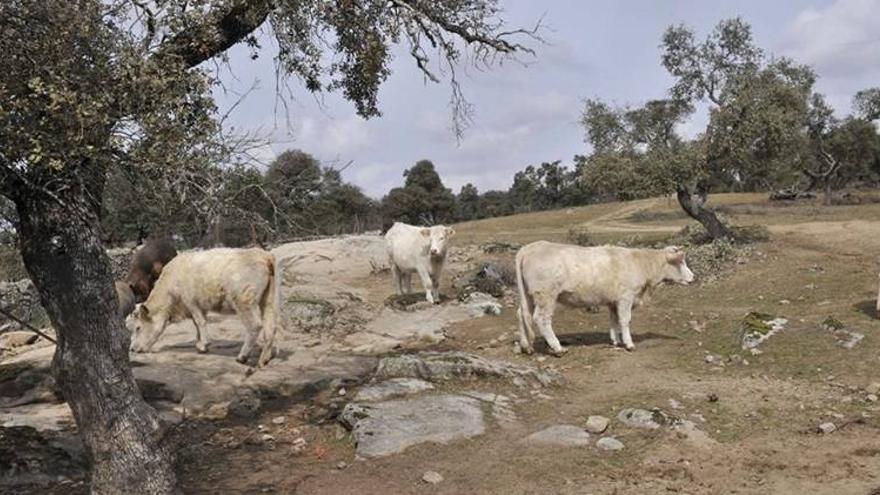 El último año agrícola se cierra con 200 litros menos de lo habitual en Córdoba