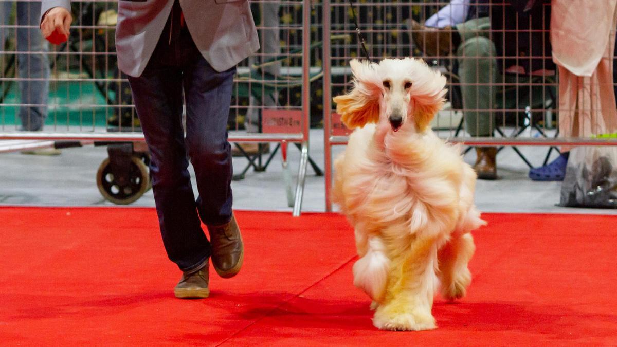 Los próximos días 13 y 14 de noviembre se celebrará en IFEPA-Torre Pacheco una nueva edición de la Exposición Internacional Canina y el Salón de la Mascota