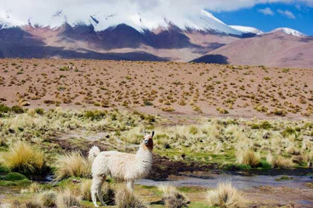 Llama en el Altiplano.