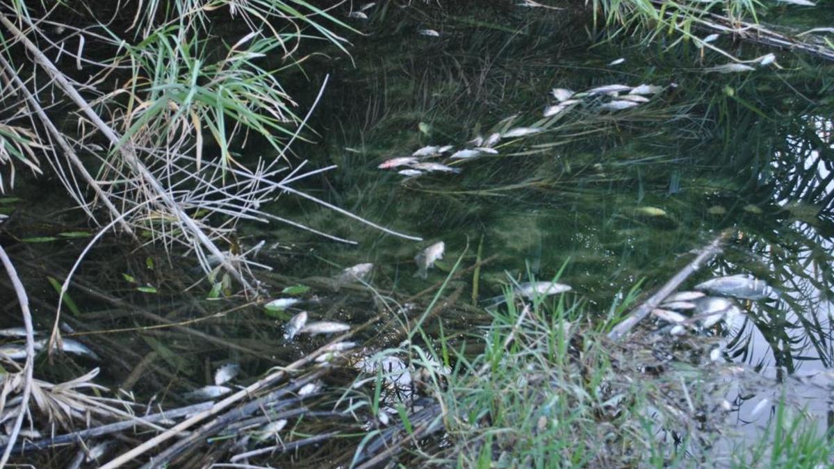 Peces muertos en el cauce del Serpis a causa de vertidos tóxicos