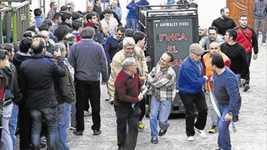 El primer toro cerril del 2016 llena Veo de afición taurina