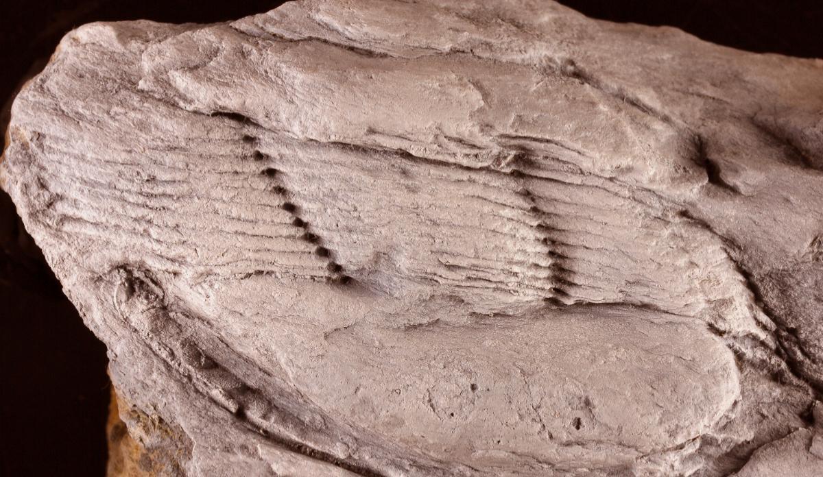 Fósil de los trilobites hallados en Patones de Arriba, Madrid.