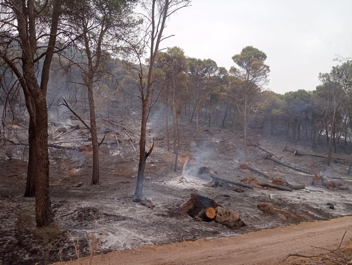 El Infoca combate un grave incendio forestal en Rute El Infoca combate un grave incendio forestal en Rute