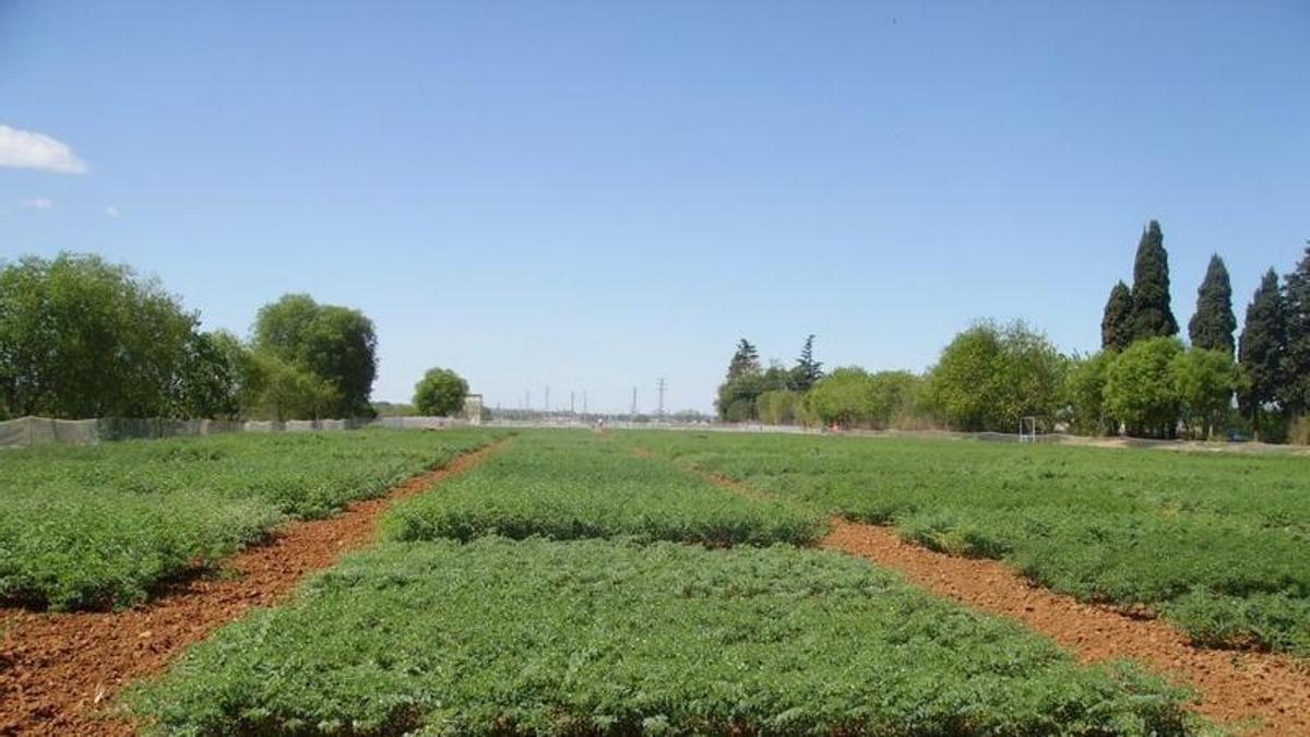 Campo de investigación y cultivo de garbanzo en terrenos del Ifapa, en Córdoba capital.