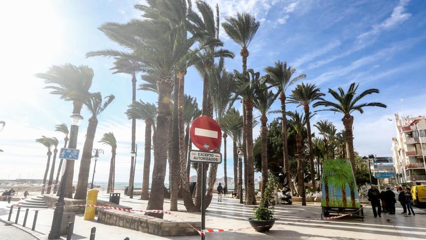 El parque de Elche cortado cuando se produjo el último temporal en la ciudad en diciembre.