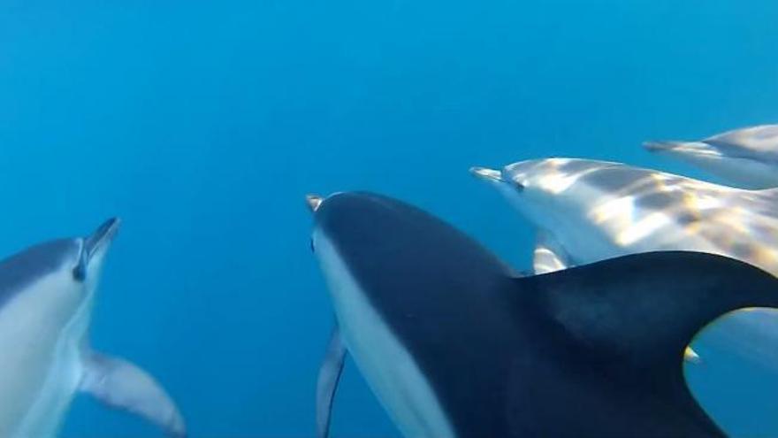 Buceamos con delfines a 20 millas de la ría de Vigo