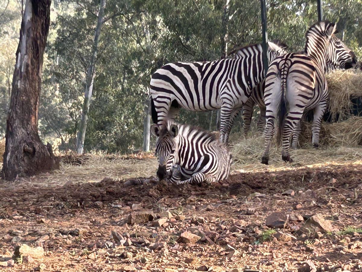 Reserva del Castillo de Las Guardas, en Sevilla