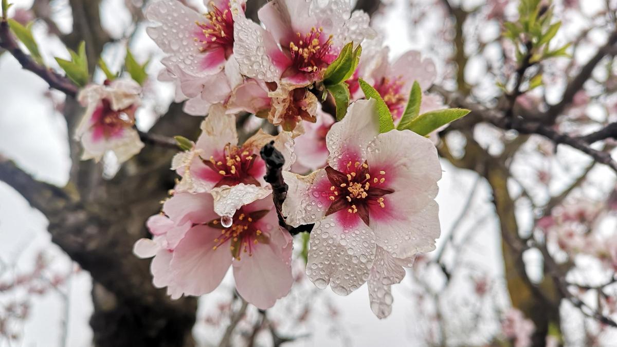 FOTOS de almendros en flor: el rosa invade el paisaje valenciano