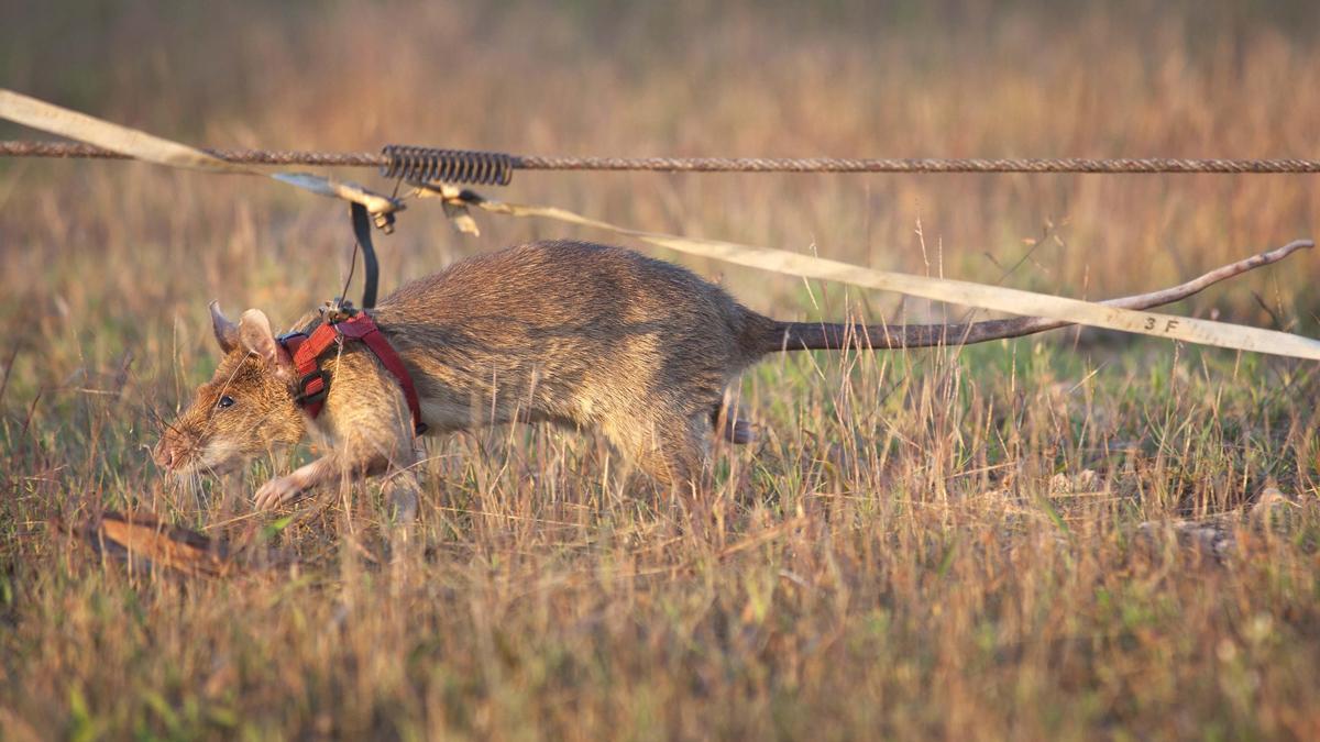 Así se adiestra a las 'súper ratas' que salvan vidas - El Periódico