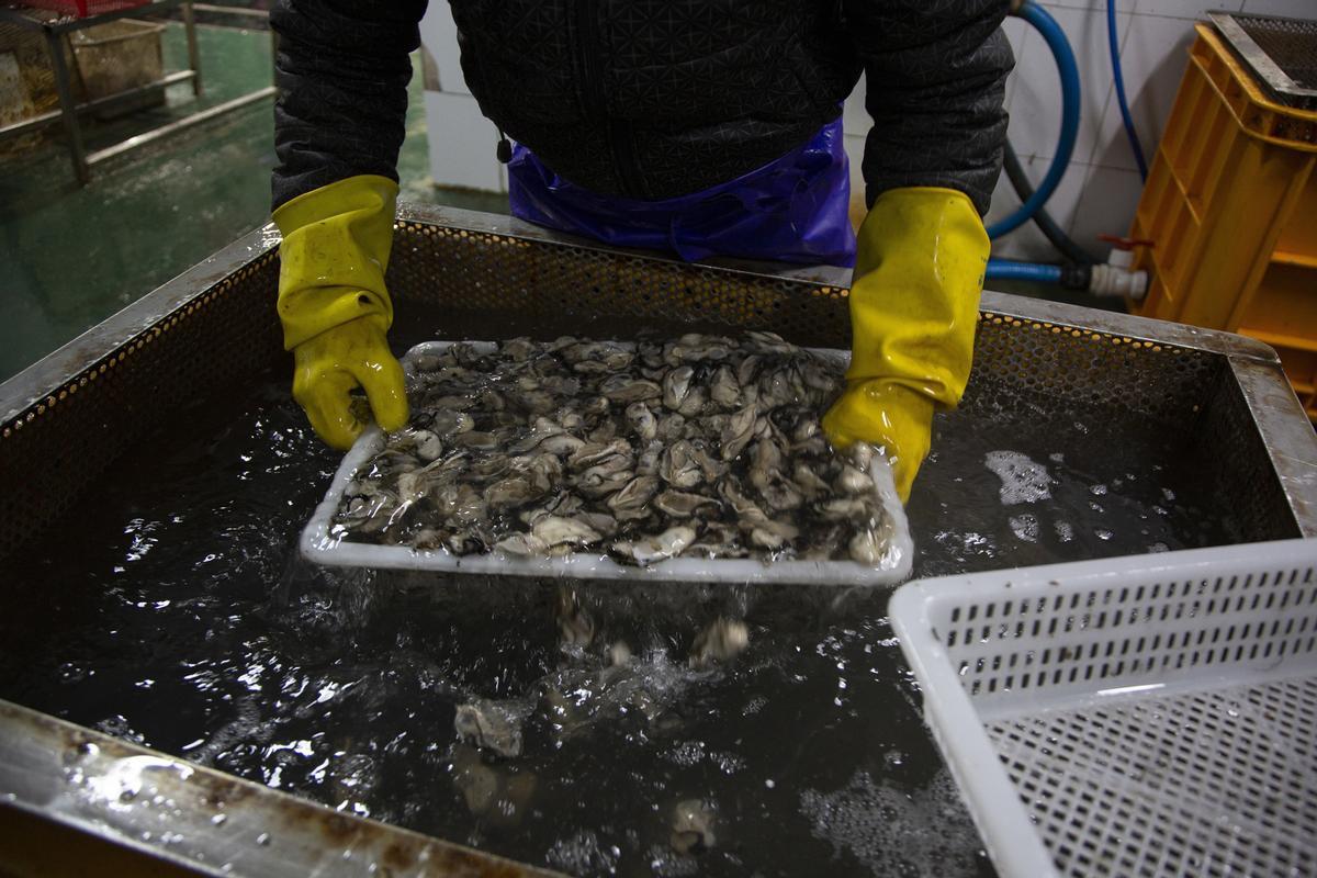 Auge del cultivo de ostras en Tongyeong (Corea del Sur)