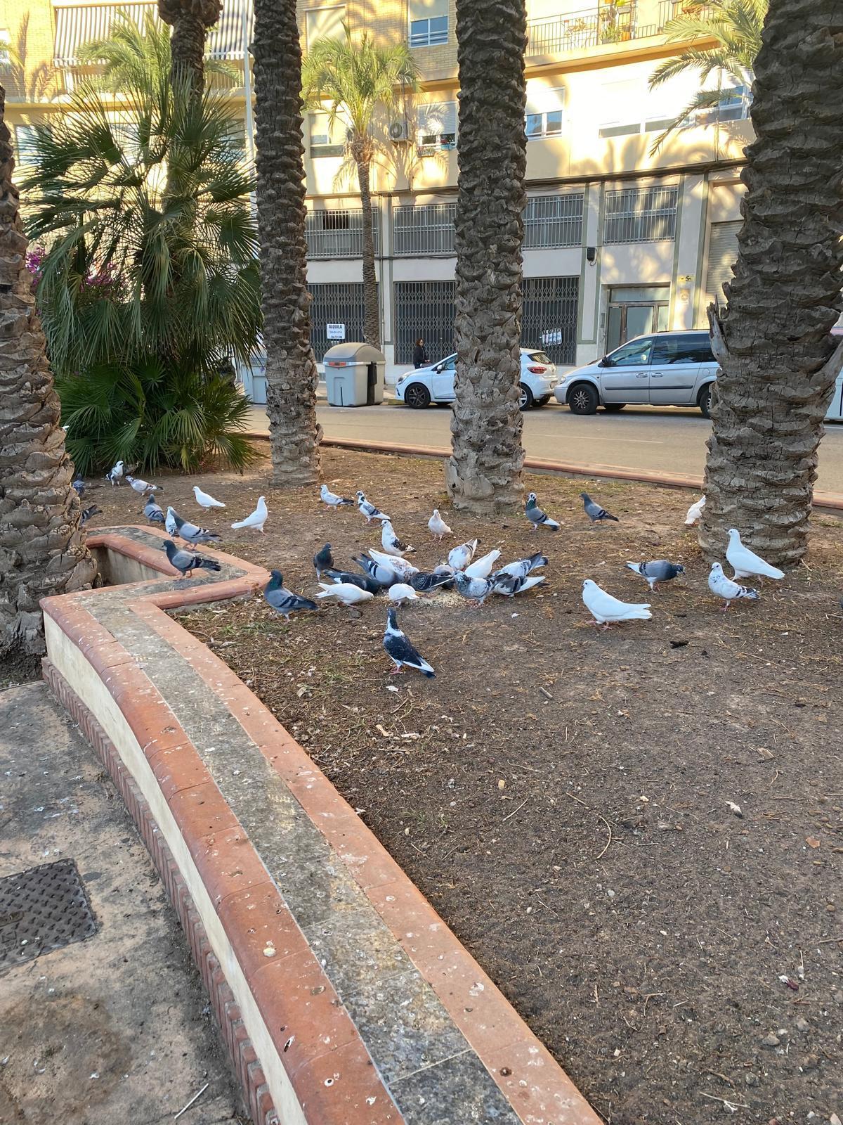 La ordenanza considera como palomas urbanas tanto las de ornamento como las asilvestradas, siempre que no tengan identificación ni dueño conocido