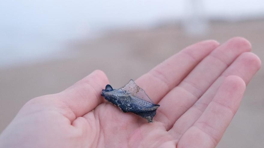 La falsa medusa portuguesa llega a la playa de La Marina en Elche en plena Semana Santa