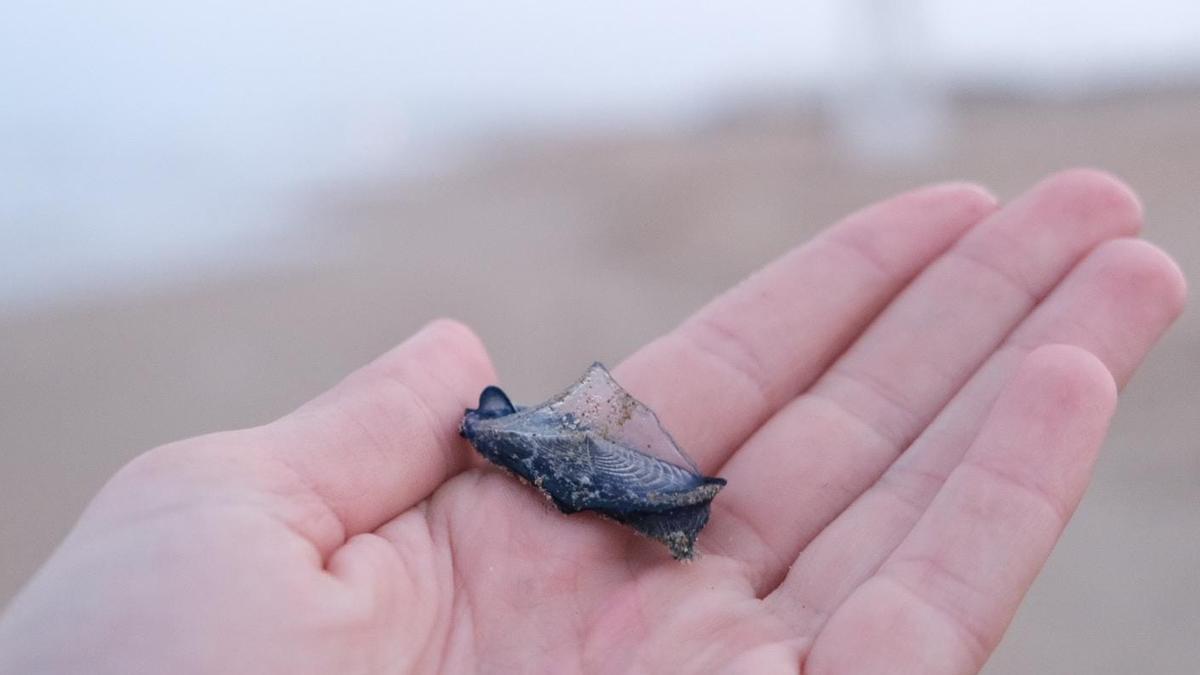 Las medusas miden unos 7 centímetros y proliferan en aguas cálidas como las del Mediterráneo