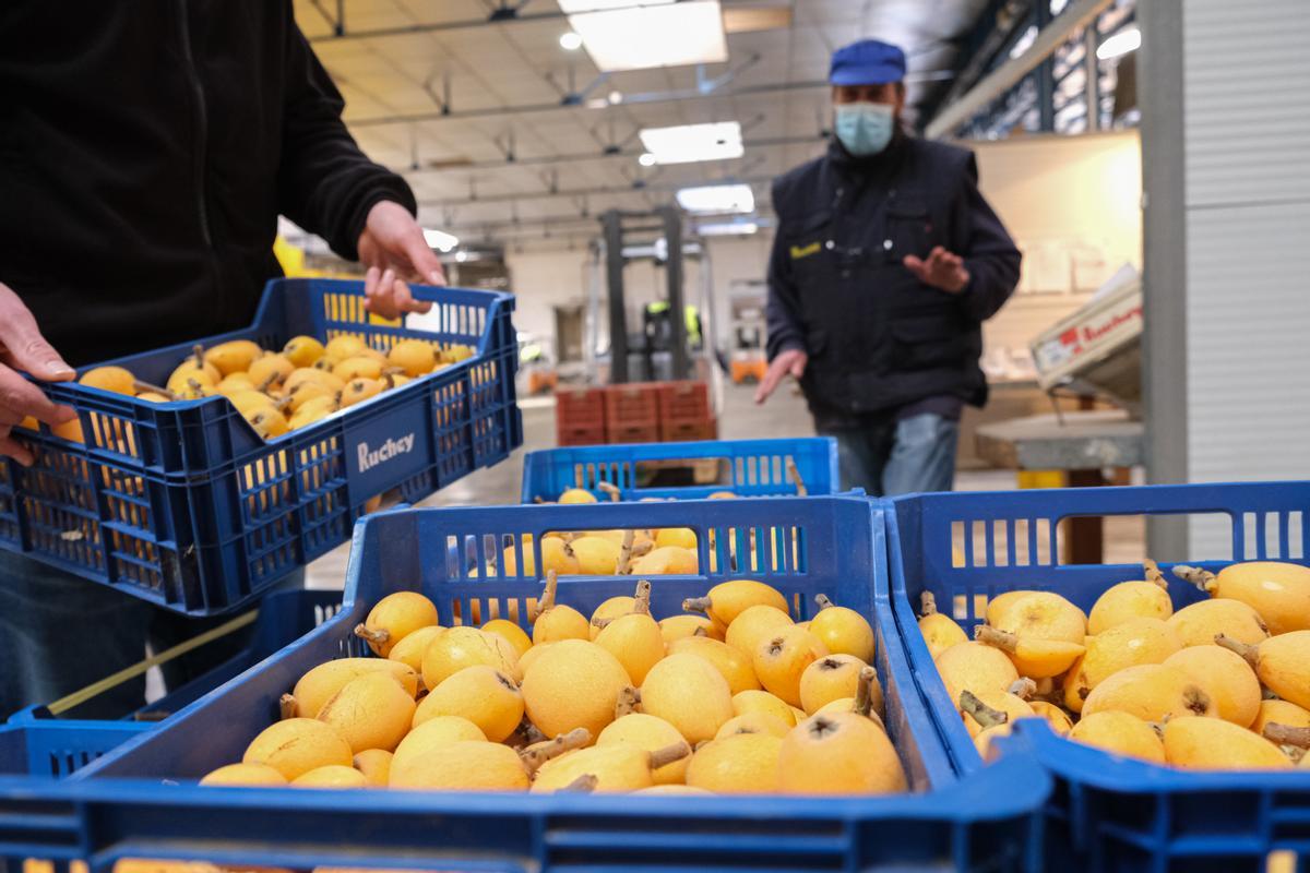 En la cooperativa Ruchey están recibiendo del orden de 500 kilos diarios, una cantidad aún pequeña frente al volumen total de producción, en torno a los 15 millones de kilos.