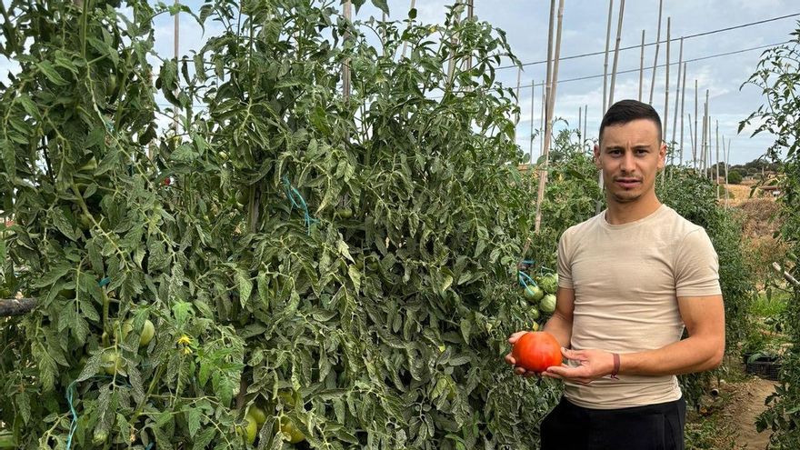 El secreto del zamorano Víctor, ganador del mejor tomate de España
