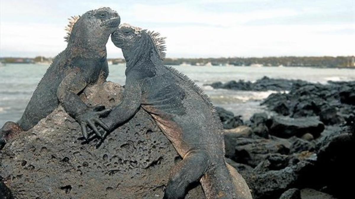 El oasis 8 Dos iguanas en el archipiélago de las Islas Galápagos, santuario animal en aguas de Ecuador.