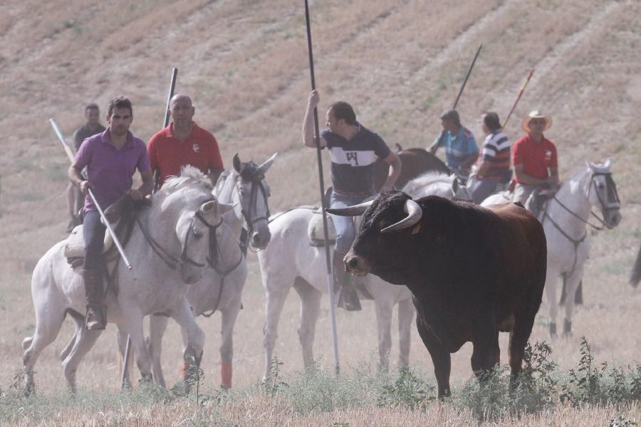 Encierro de campo en Villaescusa