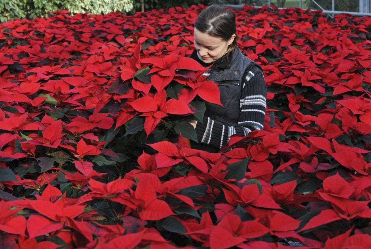 Una botánica rodeada de ejemplares de poinsettia. |   // P.S.