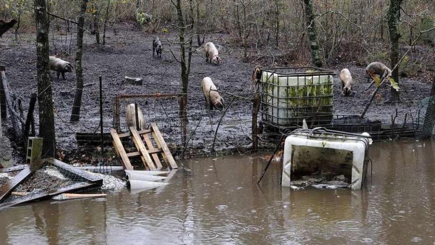 Un &quot;mar&quot; se extiende ante la zona en la que habitan los cerdos. // Bernabé/Javier Lalín