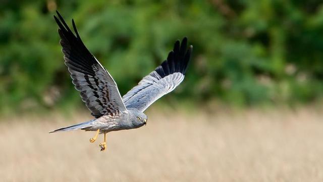Ejemplar de aguilucho cenizo, Ave del Año en España